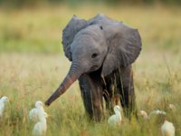 Baby Elephant.jpg