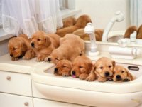 puppies in sink.jpg