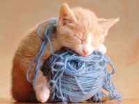 kitten yarn.jpg