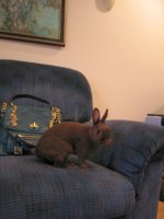 Honeybunny_Sydney_Easter2013_002.jpg