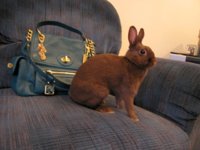 Honeybunny_Sydney_Easter2013_001.jpg