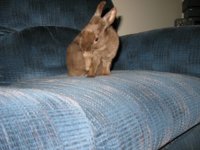 Honeybunny_Sydney_Easter2013_008.jpg