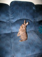 Honeybunny_Sydney_Easter2013_003.jpg