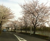 Cherry blossoms 2013.jpg