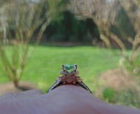 Merelani Mint garnet ring profile 2.jpg