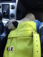ImageUploadedByPurseForum1366451089.967587.jpg