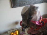 Peanut in her twilly 021.JPG