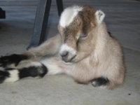 Peanut, one week old 009.jpg