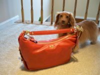 ImageUploadedByPurseForum1367548043.072952.jpg