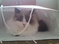 gizmo bag2.jpg