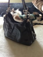 ImageUploadedByPurseForum1367593493.580131.jpg