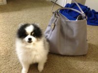 ImageUploadedByPurseForum1366856584.938697.jpg