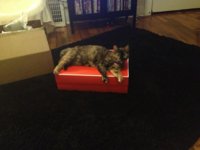 ImageUploadedByPurseForum1367724995.020305.jpg
