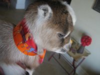 Peanut in her twilly 017.JPG