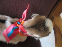 Peanut in her twilly 016.JPG