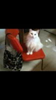 ImageUploadedByPurseForum1369274329.812524.jpg