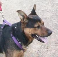 Dog Dylan URGENT (male, young, German Shepherd).jpg