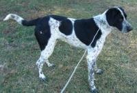 Dog Mackensie URGENT (male, pointer).jpg