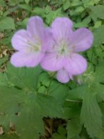 wild columbine May 2013.jpg