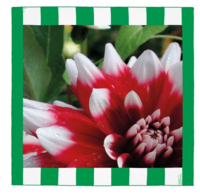Carre&#769; Dahlia Buren II.png