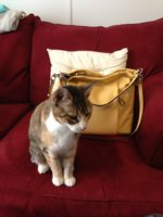 ImageUploadedByPurseForum1371852121.084555.jpg