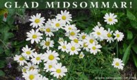 midsommar 8.jpg