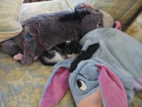 Skunk and ribbon 001.jpg