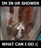 3981_shower_cat_1.jpg