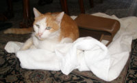 twinkie aug 2013 016.jpg