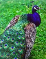 peacock two.jpg