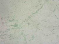 20090414171455812.jpg