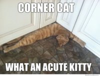 corner-cat-meme.jpg