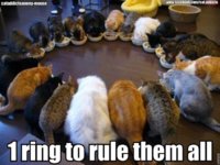 292788-love-cats-catspeake-on-facebook-spreading-see-10-of-the-cutest-cat-mem.jpg