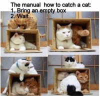 What-are-the-funniest-cat-memes-2001318516-dec-5-2012-1-600x575.jpg