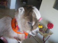 Peanut in her twilly 018.JPG