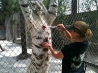tummyscratch.jpg