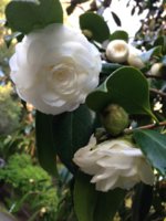 Camellia.JPG