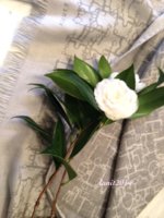 CEcamellia.JPG