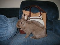 EasterBunny2014_003.jpg