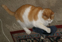 twinkie008.jpg