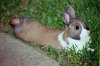 smallerbunny.jpg
