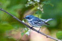 03 cerulean warbler 01.jpg
