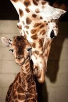 imagesgiraffe.jpg