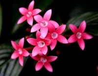flowers.jpg