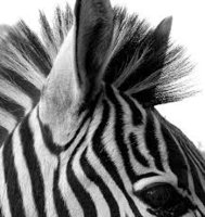 zebra.jpg