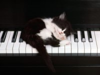 kitten (Medium).jpg