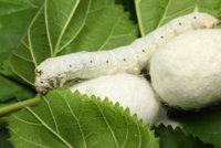 silk worm.jpg