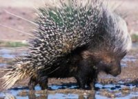 Porcupine4.jpg