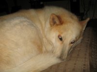 wolf gavoche, fake Axis Mundi 002.JPG