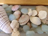 Shells.JPG